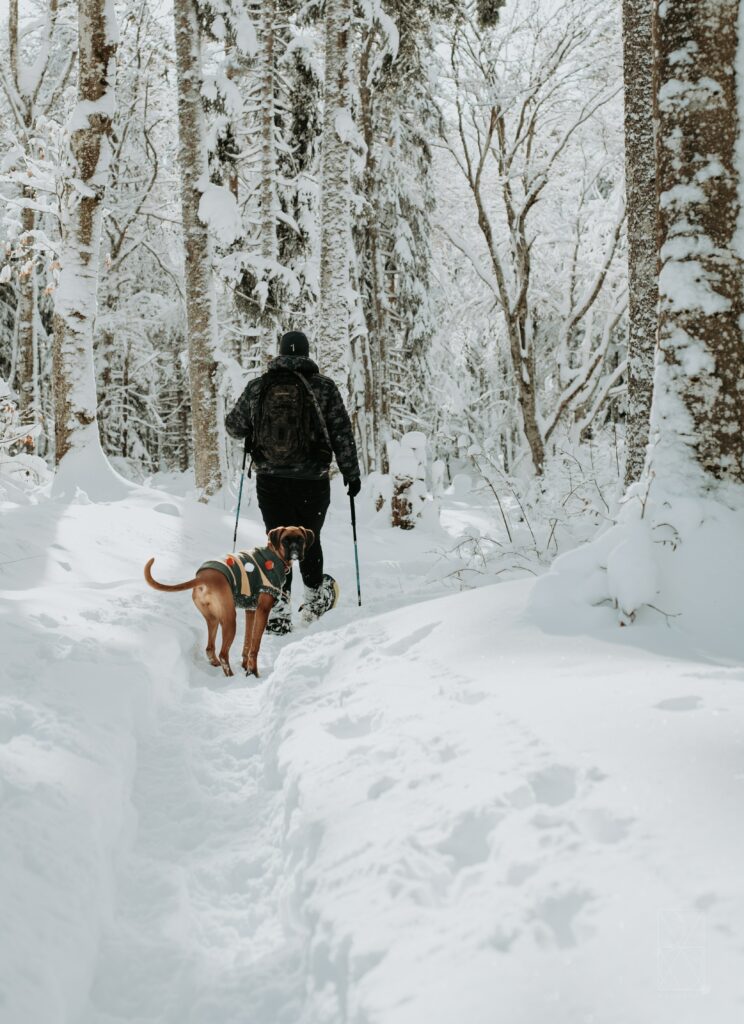 An individual snowshoeing along a path with a brown dog wearing a jacket.